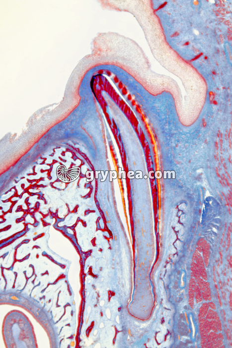 Germe dentaire (Porc) CL x6 - gryphea.org